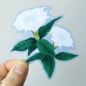 Whimsigoth Decor Poisonous Plant Datura Witchy Sticker Vintage Botanical Decor for Water Bottle Journal Flower Art