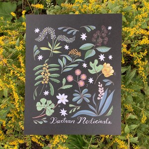 May include: A black and white botanical illustration of Bartram Medicinals. The illustration features various plants with flowers and leaves, including a white flower with four petals, a cluster of pink flowers, and a yellow flower with five petals. The illustration is surrounded by white stars.