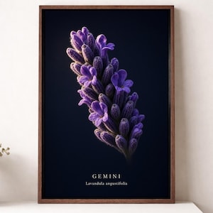 Op de afbeelding: Een ingelijste verticale wandkunstprint met een enkele paarse lavendelbloemstengel tegen een donkerblauwe achtergrond. De tekst GEMINI en Lavandula angustifolia is in het wit onderaan in het midden van de donkere rechthoekige compositie gedrukt.