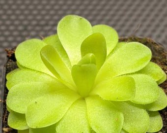 Pinguicula ‘Weser’
