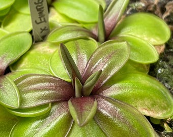 Pinguicula 'laueana x emarginata' (Butterwort)