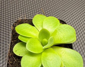 Pinguicula ‘Tina’