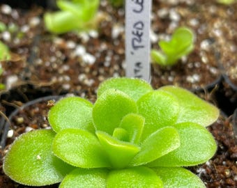Pinguicula 'Agnata Red Leaf'