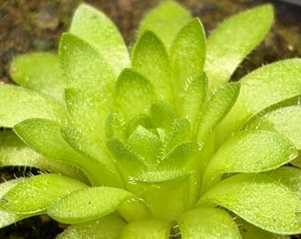 Pinguicula ‘Marciano’