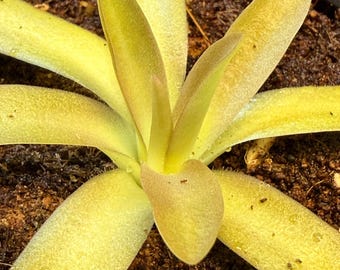 Pinguicula 'Aphrodite’