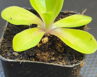 Pinguicula ‘bugbane’