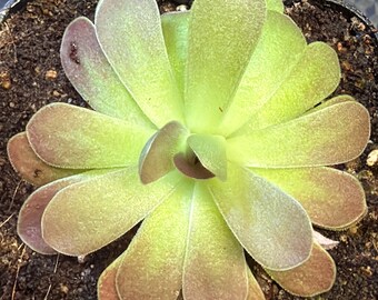 Pinguicula ‘Johanna’