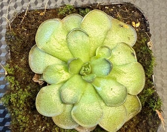 Pinguicula 'cyclosecta'
