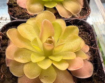 Pinguicula ‘sethos’