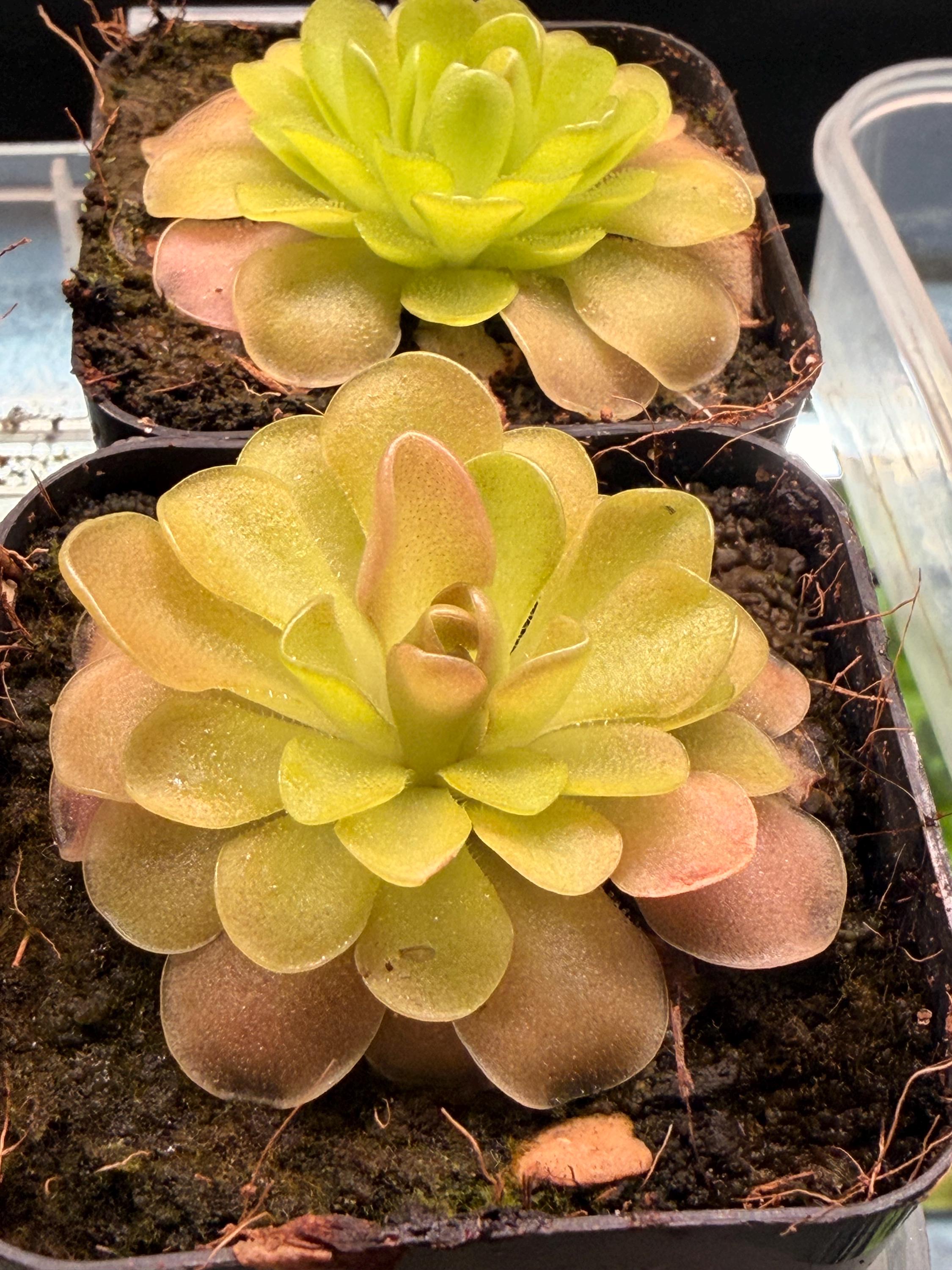 Mexican Butterworts Plant - Etsy