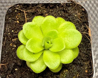Pinguicula ‘Gina’