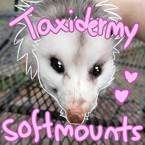 Puede incluir: Primer plano de una zarigüeya con pelaje blanco y gris, ojos negros y nariz rosa. La imagen tiene el texto "Taxidermy Softmounts" en rosa, con contornos blancos y corazones rosas.