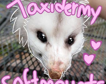Commissies voor ethische taxidermie | op bestelling gemaakt | taxidermie op maat