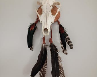 Coyote skull wall hanging | oddities and curiousities