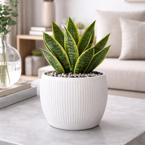 Puede incluir: Una planta de serpiente con hojas verdes y amarillas en una maceta de cerámica blanca con líneas verticales. La maceta está sobre una superficie gris, con un fondo de tonos neutros.