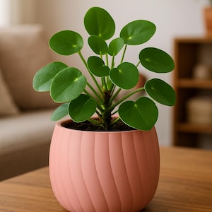 Könnte beinhalten: Eine grüne Pflanze mit runden Blättern in einem rosa, strukturierten Topf. Der Topf hat ein Spiraldesign und steht auf einem Holztisch. Die Pflanze ist eine Pilea peperomioides, auch bekannt als chinesische Geldpflanze.