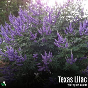 Texas Lilac (Vitex, Chaste Tree) Seeds, 100 Count, Vitex Agnus-castus