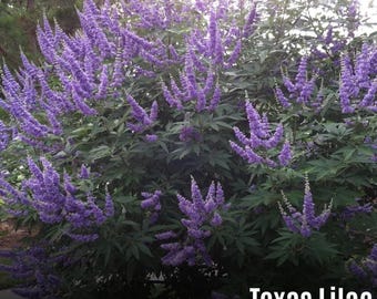 Texas Lilac (Vitex, Chaste Tree) Seeds, 100 Count, Vitex Agnus-castus