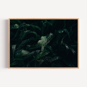 May include: A framed print featuring a close-up of dark green leaves with water droplets. The leaves have a glossy texture, and the overall image has a moody, natural aesthetic. The wooden frame adds a touch of warmth.