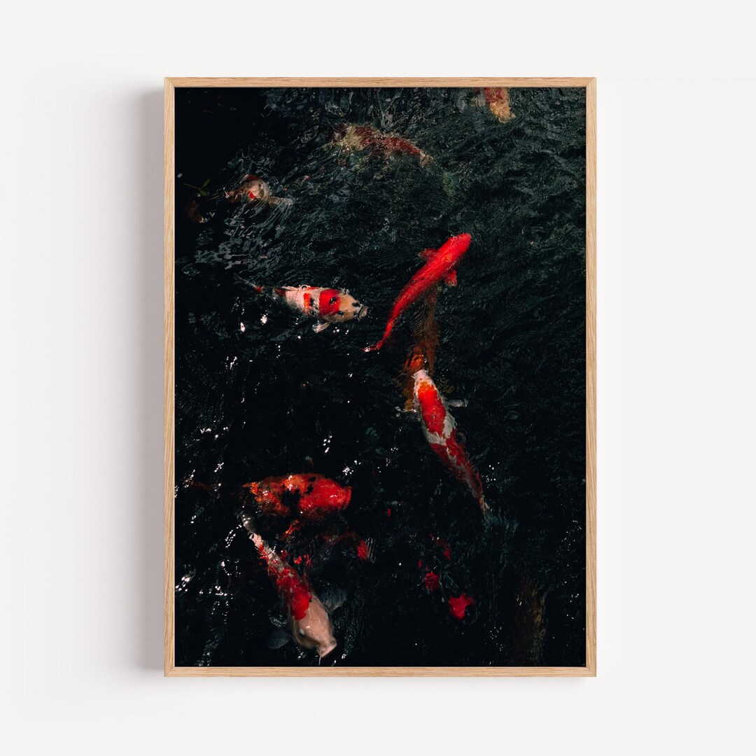 Koi Fish Pond Photography Print | Japanese Zen Wall Art (museum Quality ...