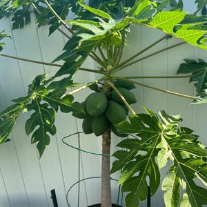 May include: A potted papaya tree with a central trunk, large palmately lobed green leaves, and a cluster of unripe green papaya fruits growing near the top. The plant is supported by a circular green wire cage and sits in a dark plastic container.