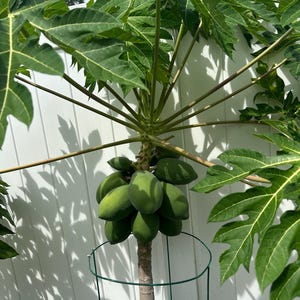 May include: A papaya tree with a cluster of green, unripe papaya fruits growing on its central trunk. The tree features large, deeply lobed green leaves and is supported by a circular green wire cage structure around the base of the stem.