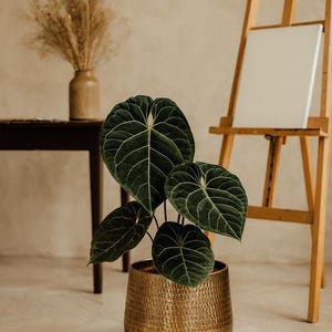 Può includere: Una pianta di Anthurium in vaso con grandi foglie verde scuro a forma di cuore e venature verde chiaro. La pianta è contenuta in un vaso rotondo in metallo dorato con una superficie martellata e testurizzata e una base scura.