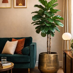 Op de afbeelding: Een hoge, groene vioolbladplant in een grote, geborstelde messingkleurige metalen plantenbak met een taps toelopende voet, geplaatst naast een donkergroene fluwelen bank met een crème en een roestkleurig sierkussen.