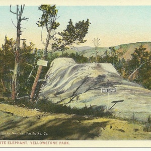 Carte postale vintage des années 1930 Yellowstone Park White Elephant Mammoth Hot Springs