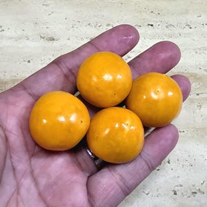 200+ GIANT Poha Berry Seeds | Physalis Peruviana Golden Ground Cherry - NEW BATCH!