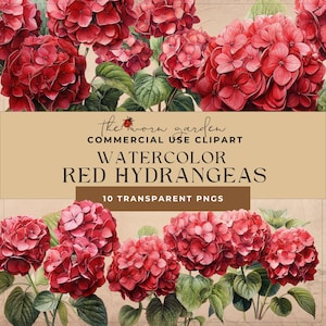 Pode incluir: Ilustração em aquarela de hortênsias vermelhas com folhas verdes. A imagem inclui o texto "the worn garden", "Watercolor Red Hydrangeas" e "10 Transparent PNGs".