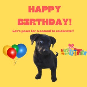 Happy Birthday Dog Funny