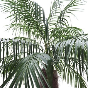 Puede incluir: Primer plano de una palmera verde con hojas largas y delgadas. Las hojas son de un color verde vibrante y est&aacute;n dispuestas en forma de abanico. El tronco es marr&oacute;n y texturizado, y el fondo es blanco.