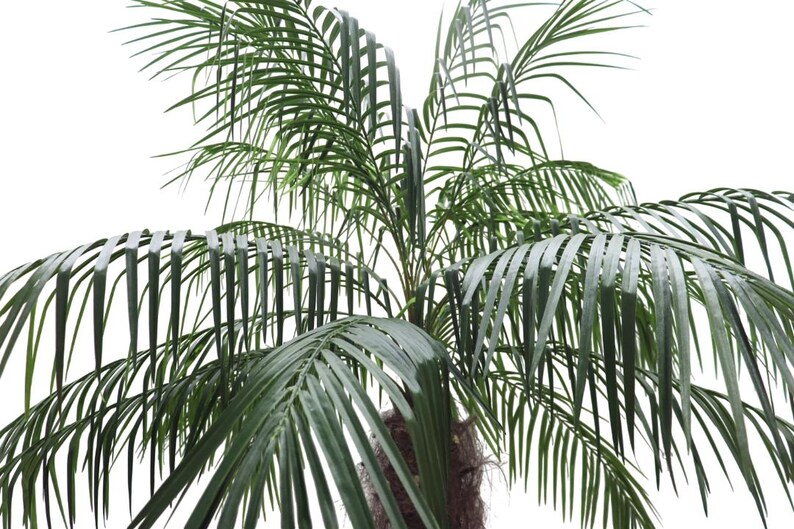 Puede incluir: Primer plano de una palmera verde con hojas largas y delgadas. Las hojas son de un color verde vibrante y est&aacute;n dispuestas en forma de abanico. El tronco es marr&oacute;n y texturizado, y el fondo es blanco.
