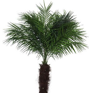 Puede incluir: Una palmera artificial verde con un tronco marr&oacute;n y hojas plumosas. La base del tronco est&aacute; cubierta de fibras marrones. El &aacute;rbol est&aacute; sobre un fondo blanco.