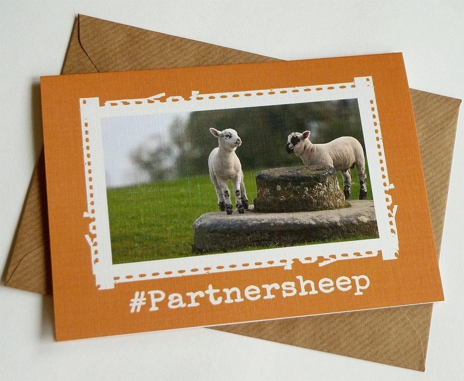 Pack of 12 Cute Irish Sheep Cards Funny Greeting Card From Etsy