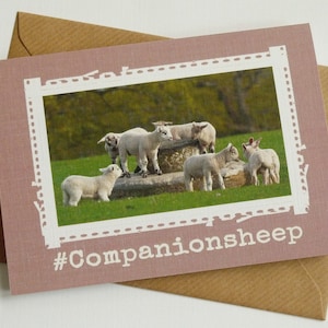 Companionsheep - Niedliches irisches Schaf - Lustige Grußkarte aus Irland