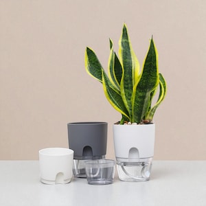 Self Watering Pots - Modern Self-Watering Planter, Indoor Watering, Minimalist Plant Pot, Herb Planter Pot, Gift for Plant Lover Propagation