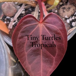 May include: Close-up of a heart-shaped, deep burgundy leaf with prominent veins. The leaf is part of a tropical plant, with the text "Tiny Turtles Tropicals" printed on the leaf. The background includes small rocks and soil.