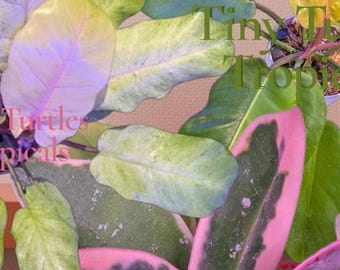 Philodendron Variegated Bundle: Snowdrift with Sport Pink, Jungle Fever, and more