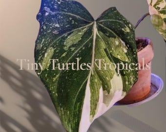 Variegated Gloriosum Philodendron Galaxy: Growers Choice pre-sale