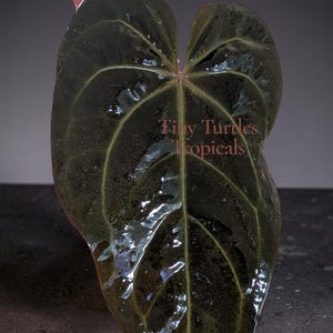 May include: A dark green, heart-shaped Anthurium leaf with a glossy, reflective surface and prominent lighter green veins. The text Tiny Turtles Tropicals is printed in the center. A smaller, reddish-toned leaf is visible at the top.