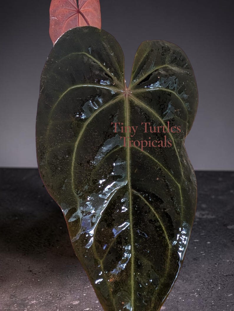 May include: A dark green, heart-shaped Anthurium leaf with a glossy, reflective surface and prominent lighter green veins. The text Tiny Turtles Tropicals is printed in the center. A smaller, reddish-toned leaf is visible at the top.
