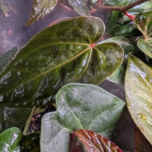 Anthurium DOC BLOCK F2 x Ft Sherman Ralph Lynham Pap: four leaves image 7