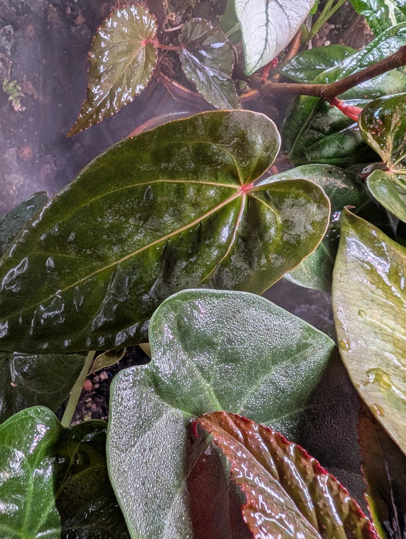 Anthurium DOC BLOCK F2 x Ft Sherman Ralph Lynham Pap: four leaves image 7