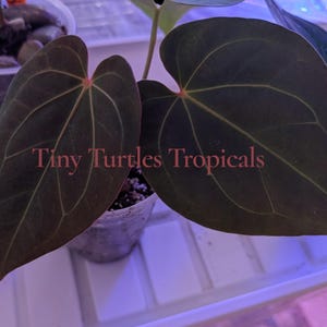 May include: A potted Anthurium plant with two large, heart-shaped, dark green leaves featuring prominent lighter green veins. The text 'Tiny Turtles Tropicals' is overlaid in red across the center of the leaves. The plant is in a clear plastic pot.