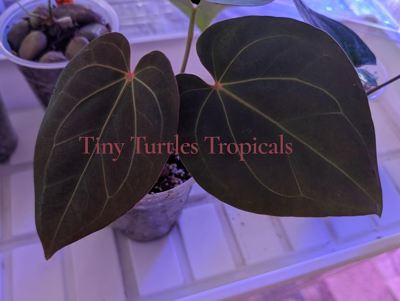 May include: A potted Anthurium plant with two large, heart-shaped, dark green leaves featuring prominent lighter green veins. The text 'Tiny Turtles Tropicals' is overlaid in red across the center of the leaves. The plant is in a clear plastic pot.