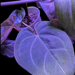 Anthurium Black Widow x Michelle: con follaje exacto de la planta imagen 3