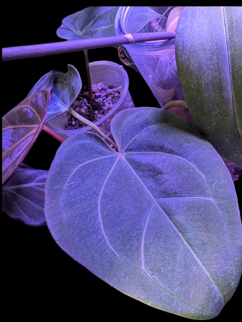 Anthurium Black Widow x Michelle: con follaje exacto de la planta imagen 3