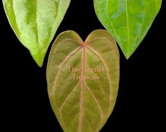 Anthurium Pap Hybrid Bundle: small one-leaf clones exact plants
